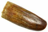Fossil Sauropod Dinosaur (Titanosaur) Tooth - Morocco #369650-1